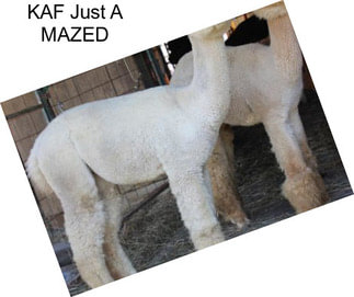 KAF Just A MAZED