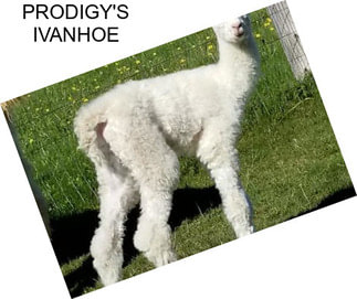 PRODIGY\'S IVANHOE