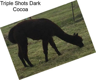 Triple Shots Dark Cocoa