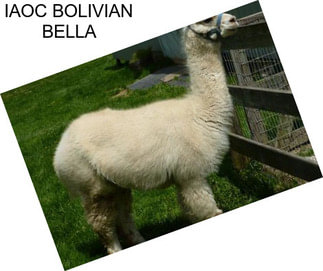 IAOC BOLIVIAN BELLA