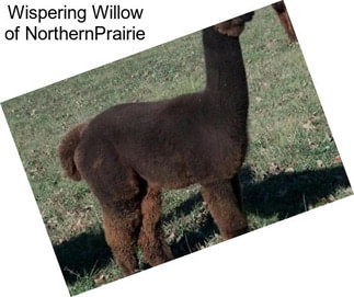 Wispering Willow of NorthernPrairie