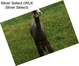 Silver Select (WLK Silver Select)