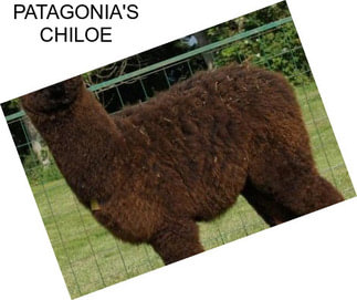 PATAGONIA\'S CHILOE