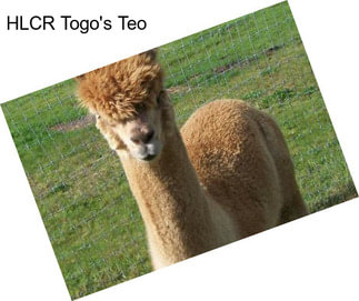 HLCR Togo\'s Teo