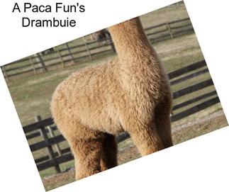 A Paca Fun\'s Drambuie