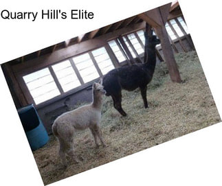 Quarry Hill\'s Elite