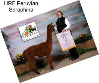 HRF Peruvian Seraphina