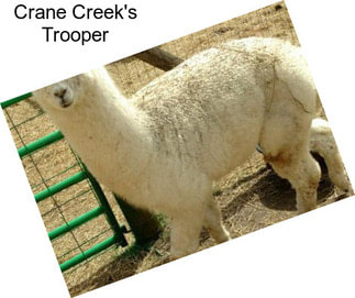 Crane Creek\'s Trooper