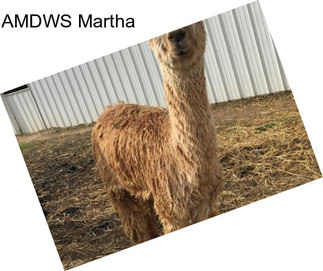 AMDWS Martha