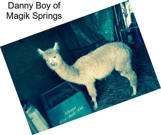 Danny Boy of Magik Springs