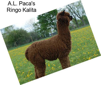 A.L. Paca\'s Ringo Kalita