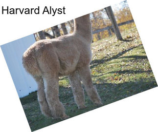 Harvard Alyst