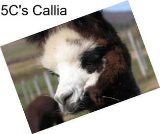 5C\'s Callia