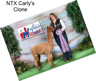 NTX Carly\'s Clone