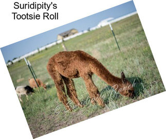 Suridipity\'s Tootsie Roll