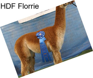 HDF Florrie
