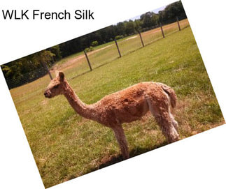 WLK French Silk