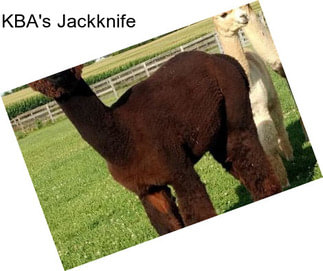 KBA\'s Jackknife