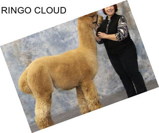 RINGO CLOUD