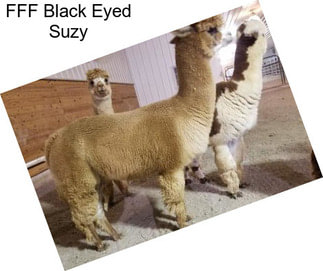 FFF Black Eyed Suzy