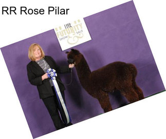 RR Rose Pilar