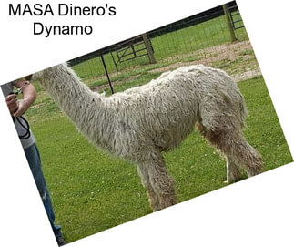 MASA Dinero\'s Dynamo