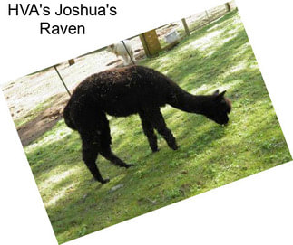 HVA\'s Joshua\'s Raven