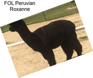 FOL Peruvian Roxanne