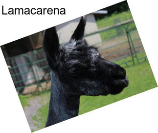 Lamacarena