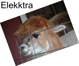 Elekktra