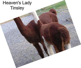 Heaven\'s Lady Tinsley