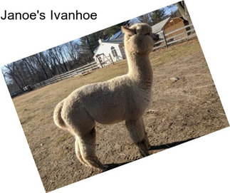 Janoe\'s Ivanhoe