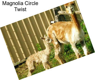 Magnolia Circle Twist