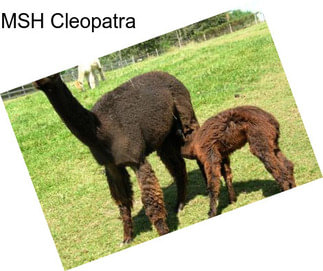 MSH Cleopatra