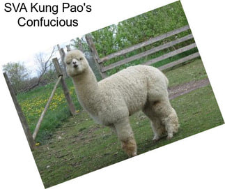 SVA Kung Pao\'s Confucious