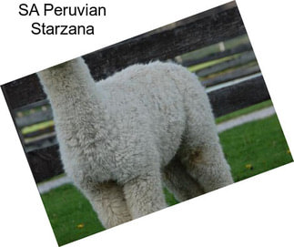 SA Peruvian Starzana