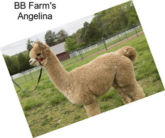 BB Farm\'s Angelina