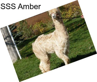 SSS Amber