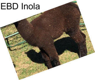 EBD Inola