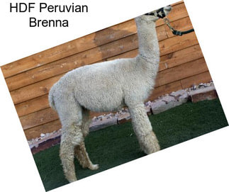 HDF Peruvian Brenna