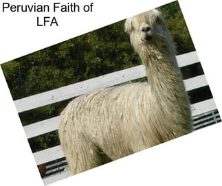 Peruvian Faith of LFA