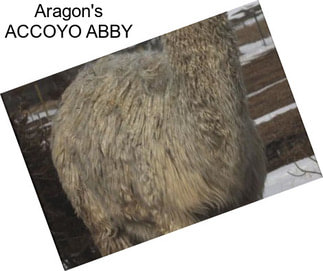 Aragon\'s ACCOYO ABBY