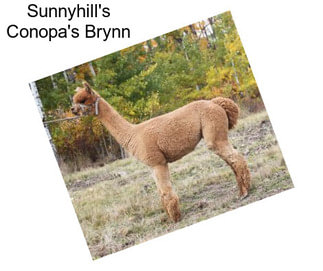 Sunnyhill\'s Conopa\'s Brynn