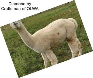 Diamond by Craftsman of OLWA