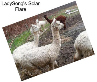 LadySong\'s Solar Flare