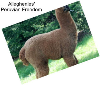 Alleghenies\' Peruvian Freedom