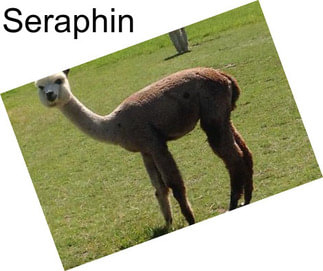 Seraphin