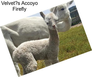 Velvet?s Accoyo Firefly