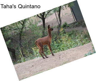 Taha\'s Quintano