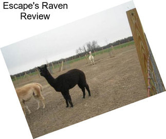 Escape\'s Raven Review